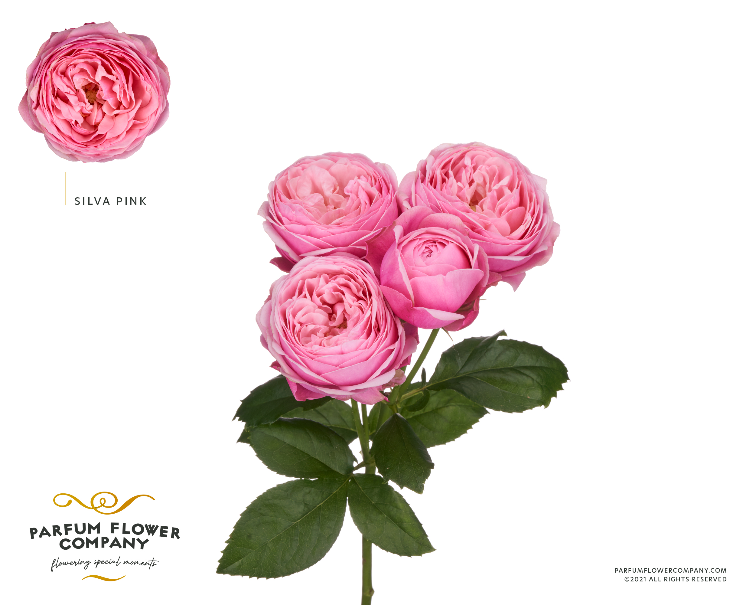 pink rose♡ Pink Rose | RAINBOW LANDFLOWERS CORP